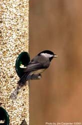 Chickadee